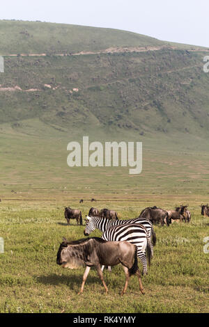 Caldera des Ngorongoro Kraters. Tansania, Afrika Stockfoto