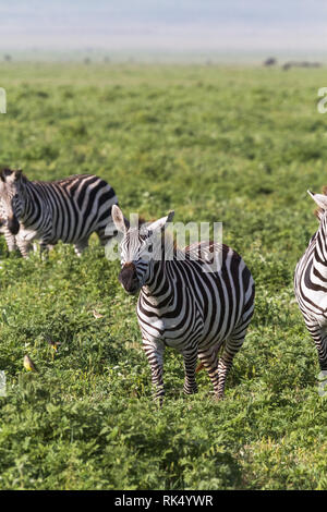 Kleine Herde Zebras in NgoroNgoro Krater. Tansania, Afrika Eastest Stockfoto