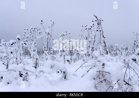 Winter landscapeWinter Szene Frozenned Blume selektiven Fokus. Stockfoto