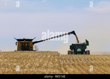 Gerste Ernte mit Mähdrescher (New Holland) in einen Chaser bin in der Nähe von Schloss Eyre Peninsula South Australia entladen Stockfoto