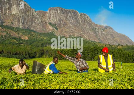 Teepflückerinnen auf einer Teeplantage auf Mount Mulanje, Malawi, Afrika Stockfoto