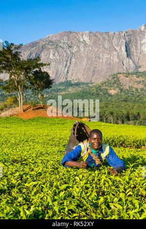 Kaffee picker auf einem Kaffee Immobilien auf dem Mount Mulanje, Malawi, Afrika Stockfoto