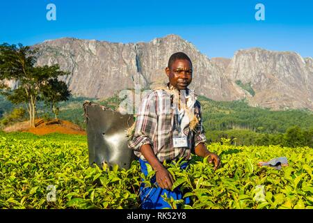 Kaffee picker auf einem Kaffee Immobilien auf dem Mount Mulanje, Malawi, Afrika Stockfoto