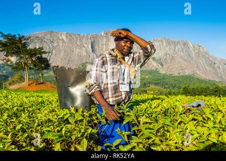 Kaffee picker auf einem Kaffee Immobilien auf dem Mount Mulanje, Malawi, Afrika Stockfoto