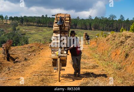 Lokaler Mann brennholz Transport auf seinem Fahrrad, Zomba Plateau, Malawi, Afrika Stockfoto