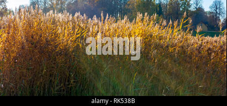 Stiele von Reed gegen den Herbst Golden Sun. Sonnenstrahlen durch Schilfgras im Herbst sonnige Wetter scheint. Stengel winken in der Wind am goldenen Licht. Stockfoto