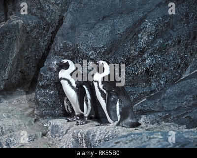 Closeup zwei Magellan-pinguine, die auf dem Felsen Stockfoto