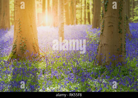 Hallerbos enchanted Blue Bells Wald in Belgien Stockfoto