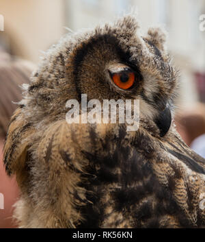 Close up Portrait von Eule in der Seitenansicht Stockfoto