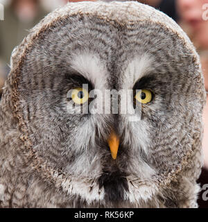 Close up Portrait von Eule in der Ansicht von vorn Stockfoto