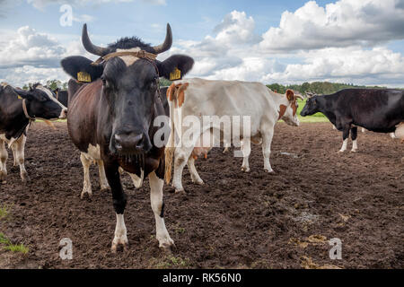 Niederländisch friesische Kühe auf schlammige Wiese Stockfoto