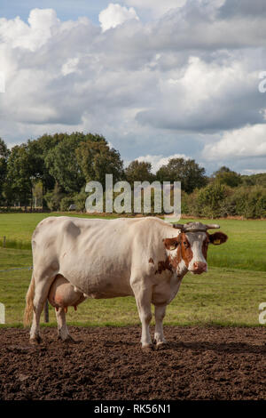 Niederländisch friesische Kühe auf schlammige Wiese Stockfoto