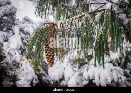 Reife braun Kegel Der Bhutan pine-lateinischen Namen Pinus wallichiana mit Schnee im Garten in Belgrad in Serbien abgedeckt Stockfoto