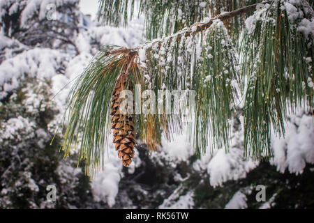 Reife braun Kegel Der Bhutan pine-lateinischen Namen Pinus wallichiana mit Schnee im Garten in Belgrad in Serbien abgedeckt Stockfoto