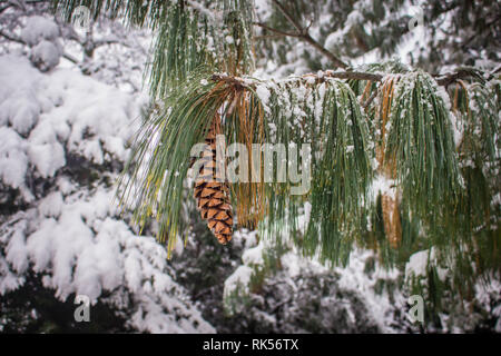 Reife braun Kegel Der Bhutan pine-lateinischen Namen Pinus wallichiana mit Schnee im Garten in Belgrad in Serbien abgedeckt Stockfoto