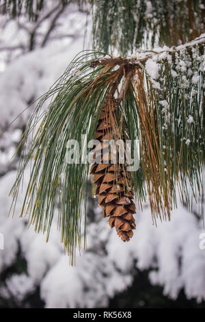 Reife braun Kegel Der Bhutan pine-lateinischen Namen Pinus wallichiana mit Schnee im Garten in Belgrad in Serbien abgedeckt Stockfoto