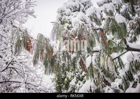 Reife braun Kegel Der Bhutan pine-lateinischen Namen Pinus wallichiana mit Schnee im Garten in Belgrad in Serbien abgedeckt Stockfoto