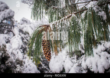 Reife braun Kegel Der Bhutan pine-lateinischen Namen Pinus wallichiana mit Schnee im Garten in Belgrad in Serbien abgedeckt Stockfoto