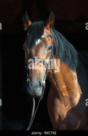 Reinrassige sport Dressurpferd portrait in dunklen stabiler Hintergrund Stockfoto