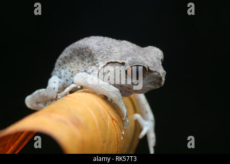 Wurf Frosch, Leptobrachium hendricksoni beschmutzt Stockfoto