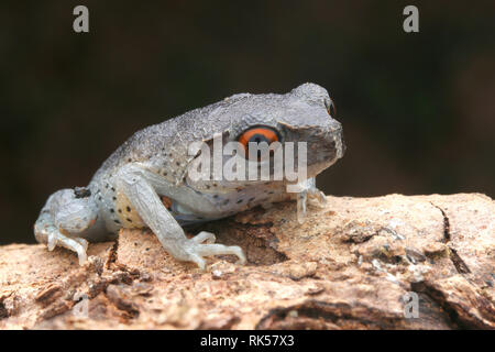 Wurf Frosch, Leptobrachium hendricksoni beschmutzt Stockfoto