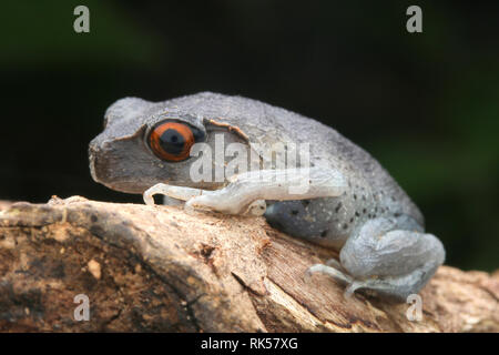 Wurf Frosch, Leptobrachium hendricksoni beschmutzt Stockfoto