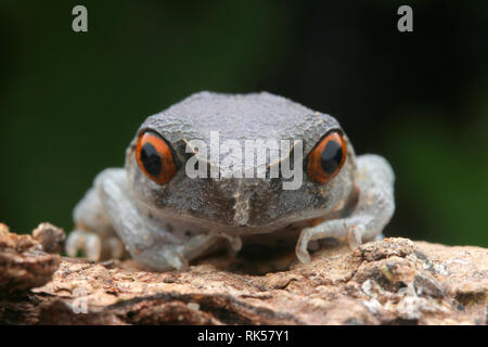 Wurf Frosch, Leptobrachium hendricksoni beschmutzt Stockfoto