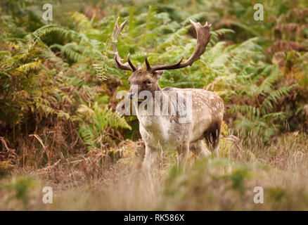 Nahaufnahme eines Damwild (Dama Dama) im Herbst, UK. Stockfoto