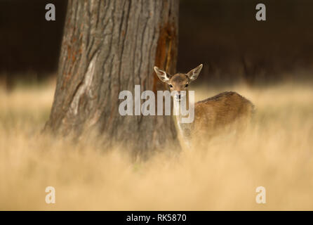 Nahaufnahme eines Damwild Reh stehend im Gras, Herbst in Großbritannien. Stockfoto
