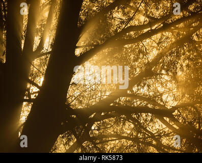 Sunburst durch Äste in der Morgendämmerung. Stockfoto