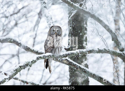 Bartkauz hocken auf einem Ast im Winter, Finnland. Stockfoto