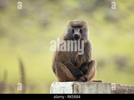 Nahaufnahme eines Olive baboon (papio Anubis) auf konkrete Post gegen grünen Hintergrund, Äthiopien sitzen. Stockfoto