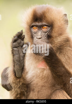 Nahaufnahme von einem Baby Gelada Affen sitzen mit einem Fuß, Simien Berge, Äthiopien. Stockfoto