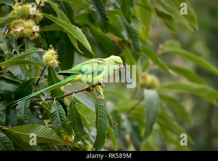 Nahaufnahme einer Ring-necked Parakeet thront auf einem Ast, UK. Stockfoto