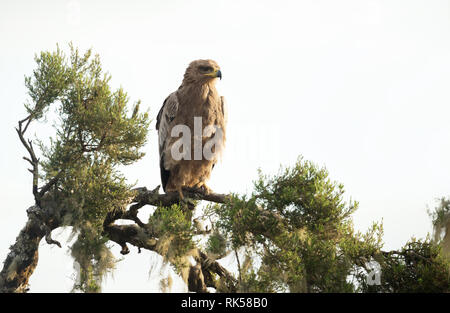 Nahaufnahme einer tawny Eagle hocken auf einem Ast, Äthiopien. Stockfoto