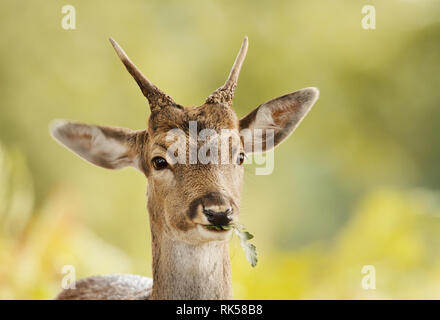 Nahaufnahme eines jungen Damwild essen Eichenlaub, Herbst in Großbritannien. Stockfoto