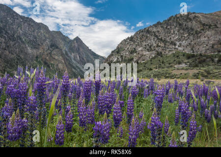 Bereich der lila Lupinen Wildblumen im Juni Lake Loop in der östlichen Sierra Bergen in Kalifornien im Sommer Stockfoto