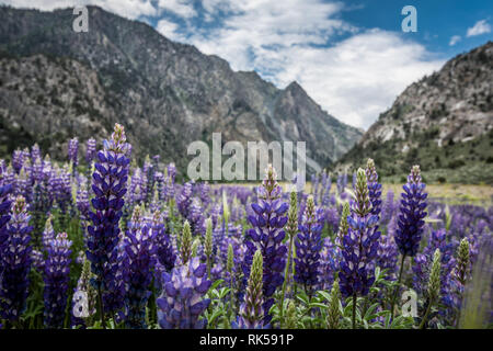 Bereich der lila Lupinen Wildblumen im Juni Lake Loop in der östlichen Sierra Bergen in Kalifornien. Stockfoto