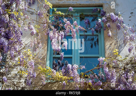 Blaues Fenster mit Wisteria floribunda/chinesische Wisteria Stockfoto