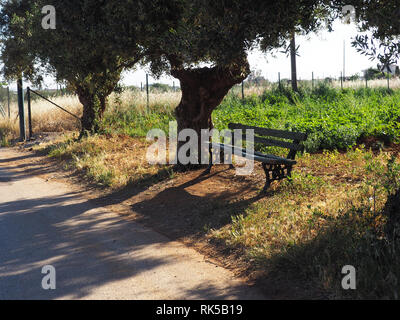 Bank im Schatten unter Bäumen einsame Bank sitzen im Sommer Stockfoto