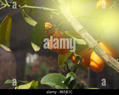 Mandarin Baum und den Früchten, Reifen Mandarinen auf einem Tangerine tree Stockfoto