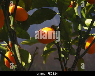 Mandarin Baum und den Früchten, Reifen Mandarinen auf einem Tangerine tree Stockfoto