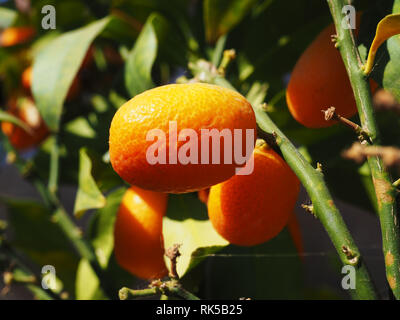 Mandarin Baum und den Früchten, Reifen Mandarinen auf einem Tangerine tree Stockfoto