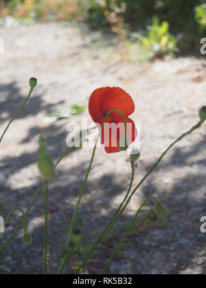 Red Poppy gemeinsame, Mais Rose, Flandern, Unkraut, coquelicot Mohn blüht auf dem Feld. Stockfoto