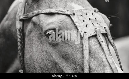 In der Nähe von einem Pferd Kopf in Leder polo Halfter suchen Hals drehen. Horizontale, Seitenansicht, Porträt, Schwarz und Weiß. Stockfoto