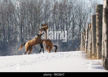 Zwei Achaltekkiner Teke Hengste kämpfen und beißen sich gegenseitig bei Schnee paddock im Winter. Horizontale, in Bewegung. Stockfoto