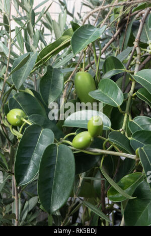 Yellow pitcherplant jasminoides, Madagaskar Jasmin Samenkapseln Stockfoto