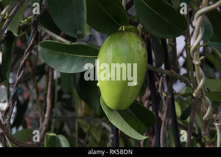 Yellow pitcherplant jasminoides, Madagaskar Jasmin Samenkapseln Stockfoto