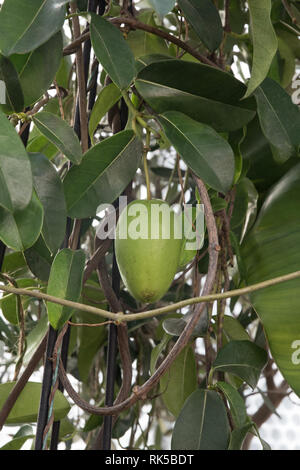 Yellow pitcherplant jasminoides, Madagaskar Jasmin Samenkapseln Stockfoto