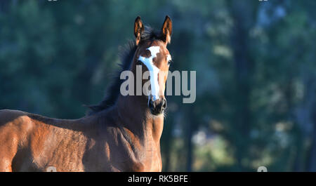 Süße bay Fohlen loking direkt in die Kamera, während draußen stehen. Vertikale, Seitenansicht, Portrait. Stockfoto